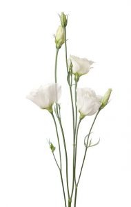 imgi_30_lisianthus-190x300