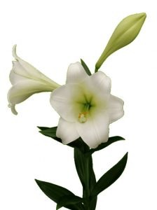 imgi_32_longiflorum-224x300