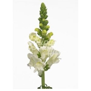 imgi_33_antirrinum-300x300