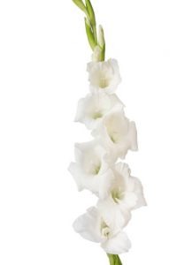 imgi_37_gladiolo-200x300