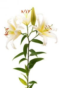 imgi_41_oriental-199x300