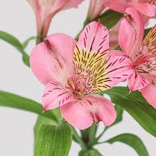 ALSTROEMERIA HOL-ECU