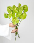 producto-ANTHURIUM
