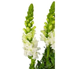 ANTIRRHINUM