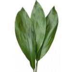 producto-ASPIDISTRA