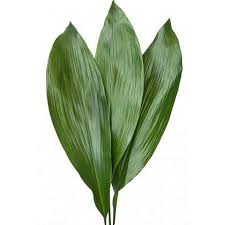 ASPIDISTRA